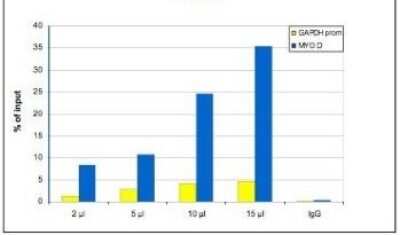 Chromatin Immunoprecipitation: Histone H3 [Methyl Lys9] Antibody [NBP2-59156] - ChIP assays were performed using human osteosarcoma (U2OS) cells, the antibody against H3K9me1 and optimized PCR primer sets for qPCR. Chromatin was sheared. ChIP was performed using sheared chromatin from 1.6 million cells. A titration of the antibody consisting of 2, 5, 10 and 15 ul per ChIP experiment was analysed. IgG (5 ug/IP) was used as negative IP control. Quantitative PCR was performed using primers for the promoter of the housekeeping gene GAPDH and for the coding region of the myogenic differentiation gene (MYOD), a gene that is inactive at normal conditions. Figure shows the recovery, expressed as a % of input (the relative amount of immunoprecipitated DNA compared to input DNA after qPCR analysis).